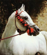 <b>Description: </b>Hadban Enzahi/Kamel (Nazeer x Kamla) 1952 Hadban Enzahi ELITE STALLION<br/>