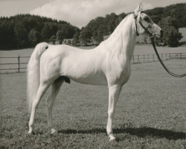 <b>Description: </b>Hadban Enzahi/Kamel (Nazeer x Kamla) 1952 Hadban Enzahi ELITE STALLION<br/>