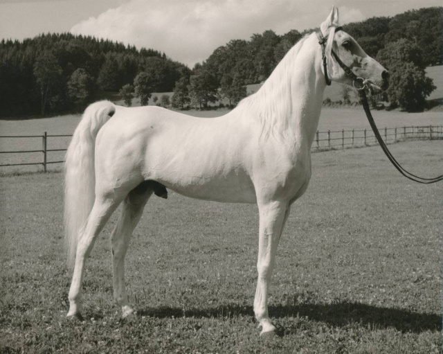 Hadban Enzahi/Kamel (Nazeer x Kamla) 1952 Hadban Enzahi ELITE STALLION