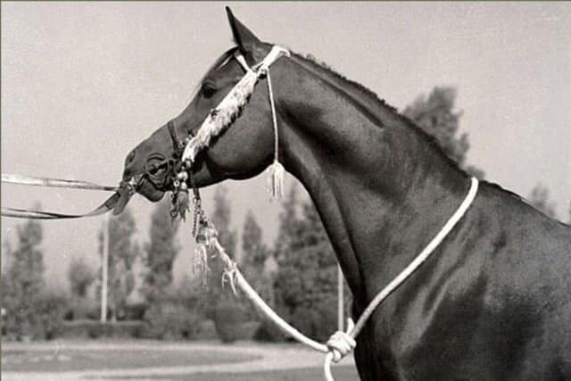 El Araby (Morafic x Hafiza) 1962 Abayyan Om Jurays (Om Greiss) 