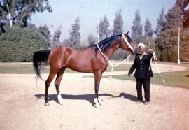 <b>Description: </b>El Araby (Morafic x Hafiza) 1962 Abayyan Om Jurays (Om Greiss) <br/><b>Copyright: </b>Forbis Photo