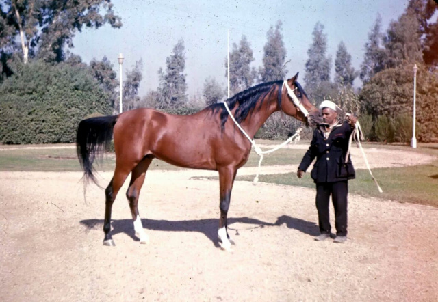 El Araby (Morafic x Hafiza) 1962 Abayyan Om Jurays (Om Greiss) 