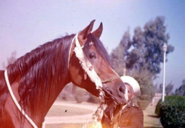 <b>Description: </b>El Araby (Morafic x Hafiza) 1962 Abayyan Om Jurays (Om Greiss) <br/><b>Copyright: </b>Forbis Photo