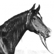 <b>Description: </b>El Araby (Morafic x Hafiza) 1962 Abayyan Om Jurays (Om Greiss) <br/><b>Copyright: </b>Forbis Photo