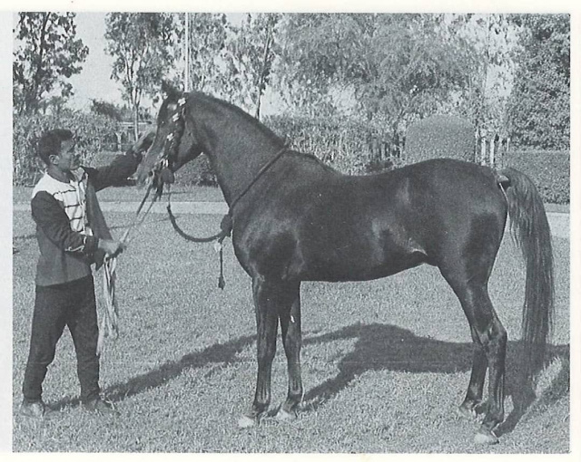 Alaa El Din (Nazeer x Kateefa ) 1956  Kuhaylan Ajuz Ibn Rodan