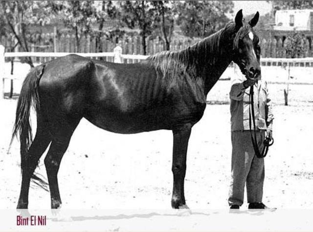 Bint El Nil (Antar x Shahrzada) 1963 Hadbah Enzahiyah 