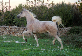 <b>Description: </b>Nassadah Al Qusar (Assad DE x Nazeerah DE) 2001 Hadbah Enzahiyah. Photo at Halypa Al Duhaymat  Stables 2014<br/><b>Copyright: </b>Annalisa Monticelli photo