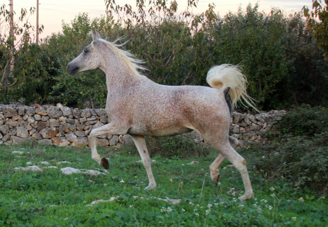 Nassadah Al Qusar (Assad DE x Nazeerah DE) 2001 Hadbah Enzahiyah. Photo at Halypa Al Duhaymat  Stables 2014