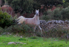 <b>Description: </b>Nassadah Al Qusar (Assad DE x Nazeerah DE) 2001 Hadbah Enzahiyah. Photo at Halypa Al Duhaymat  Stables 2014<br/><b>Copyright: </b>Annalisa Monticelli photo