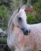 <b>Description: </b>Nassadah Al Qusar (Assad DE x Nazeerah DE) 2001 Hadbah Enzahiyah. Photo at Halypa Al Duhaymat  Stables 2014<br/><b>Copyright: </b>Annalisa Monticelli photo