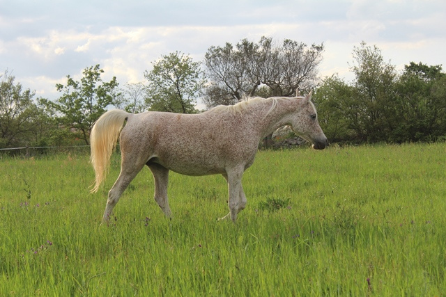 Nassadah Al Qusar (Assad DE x Nazeerah DE) 2001 Hadbah Enzahiyah. Photo at Halypa Al Duhaymat  Stables May 2015, in foal of Halypa Farah