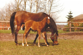 <b>Description: </b>Hanan (Alaa El Din x Mona Inshass) 1967 Abayyah Om Jurays ELITE MARE<br/>