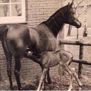 <b>Description: </b>Hanan (Alaa El Din x Mona Inshass) 1967 Abayyah Om Jurays ELITE MARE. With her son Salaa El Dine, in 1985<br/>