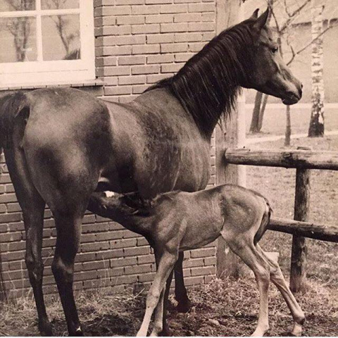 Hanan (Alaa El Din x Mona Inshass) 1967 Abayyah Om Jurays ELITE MARE. With her son Salaa El Dine, in 1985