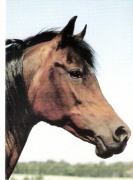 <b>Description: </b>Hanan (Alaa El Din x Mona Inshass) 1967 Abayyah Om Jurays ELITE MARE.<br/>