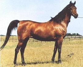 <b>Description: </b>Hanan (Alaa El Din x Mona Inshass) 1967 Abayyah Om Jurays ELITE MARE. <br/>