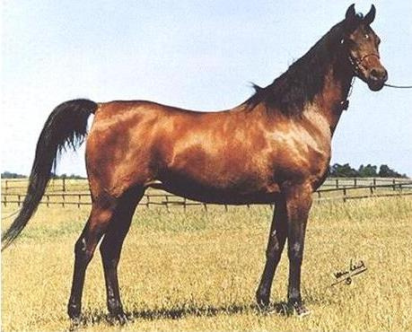 Hanan (Alaa El Din x Mona Inshass) 1967 Abayyah Om Jurays ELITE MARE. 