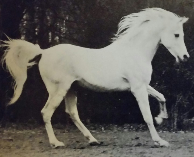 Kaisoon (Nazeer x Bint Kateefa) 1958 Kuhailan Ajuz Ibn Rodan