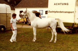 <b>Description: </b>Kaisoon (Nazeer x Bint Kateefa) 1958 Kuhailan Ajuz Ibn Rodan. Here at Aachen in 1981<br/>