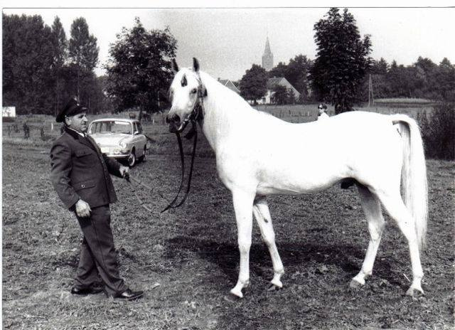 Kaisoon (Nazeer x Bint Kateefa) 1958 Kuhailan Ajuz Ibn Rodan