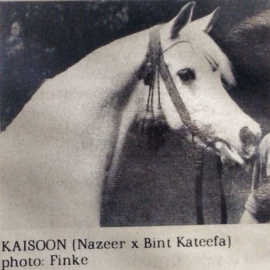 <b>Description: </b>Kaisoon (Nazeer x Bint Kateefa) 1958 Kuhailan Ajuz Ibn Rodan<br/><b>Copyright: </b>Betty Finke photo