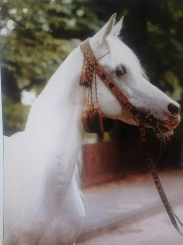 Kaisoon (Nazeer x Bint Kateefa) 1958 Kuhailan Ajuz Ibn Rodan