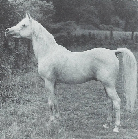 Kaisoon (Nazeer x Bint Kateefa) 1958 Kuhailan Ajuz Ibn Rodan