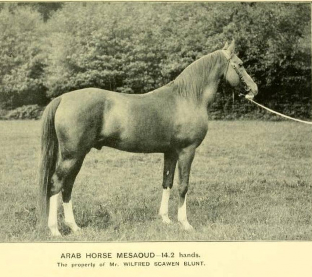 Mesaoud ( Aziz x Yemameh) 1887 Saqlawi Gidran Ibn Sudan