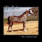 <b>Description: </b>Talleb - *Talal x *Lebleba by Gassir  young<br/>