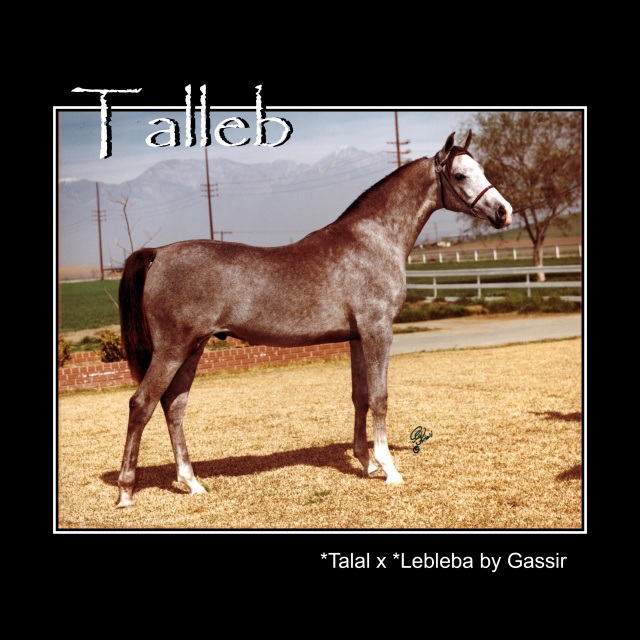 Talleb - *Talal x *Lebleba by Gassir  young