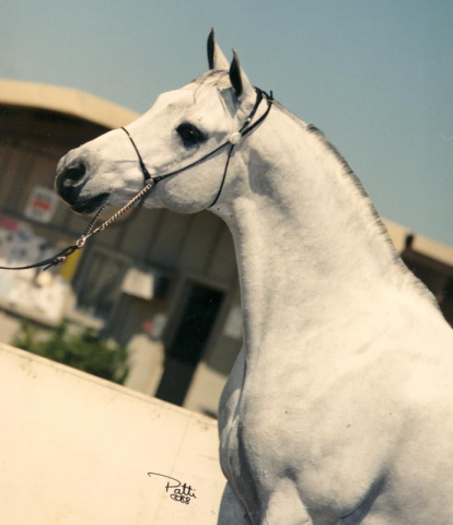 Talwar  Talal x Mawarda by Ibn Morafic  photo by Patti Bisgard