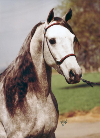 Talwar  Talal x Mawarda by Ibn Morafic  Polly Knoll photo