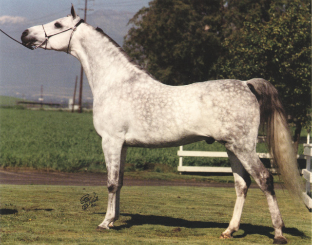 Talwarda   *Talal x Mawarda by Ibn Morafic   Polly Knoll photo