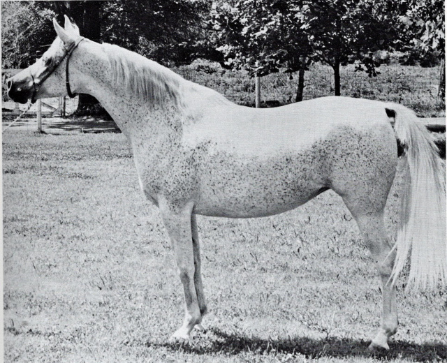 ANSATA BINT MABROUKA      Nazeer x Mabrouka  