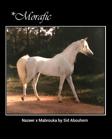 *MORAFIC      Nazeer x Mabrouka by Sid Abouhom   Polly Knoll Photography