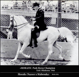 <b>Description: </b>*MORAFIC      Nazeer x Mabrouka by Sid Abouhom     Park Horse Champion<br/>