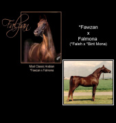 <b>Description: </b>FALZAN  *Fawzan x Falmona by *Faleh++<br/>