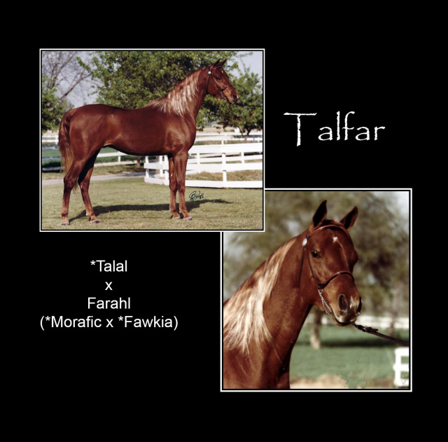 TALFAR   *Talal x Farahl by *Morafic