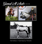 <b>Description: </b>GAMAL AL ARAB+++ *Ibn Hafiza x *Gamilaa by *Morafic  with Rhita McNair<br/>