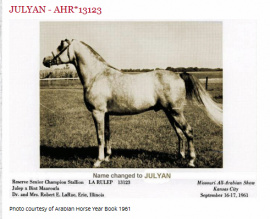 <b>Description: </b>JULYAN  (Julep x Bint Maaroufa by Fa-El-Dine)<br/><b>Copyright: </b>Arabian Horse Yearbook 1961