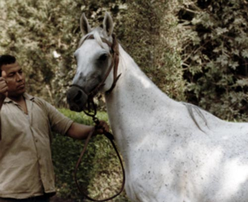 ALIFA (Alaa El Din x Zebeda by El Sareei)