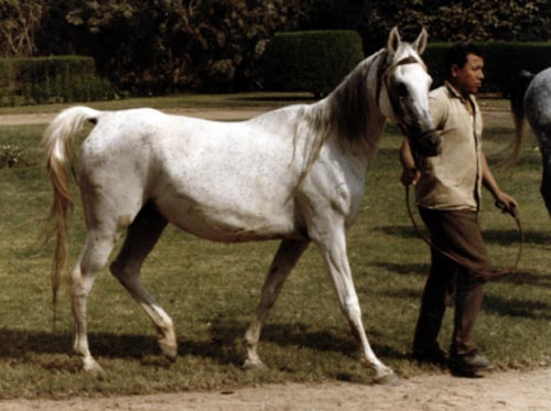 ALIFA (Alaa El Din x Zebeda by El Sareei)