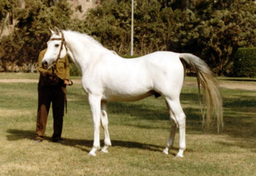 SABEEL (Gassir x Shahbaa by Hamdan)