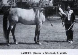 <b>Description: </b>SABEEL (Gassir x Shahbaa by Hamdan)<br/>