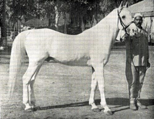 KHEIR (Ibn Samhan x Badaouia)