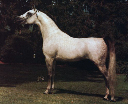 AK EL MAALOUF  (*Ibn Moniet El Nefous x Maarena by Faba)