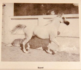 <b>Description: </b>Kayed (Morafic x Kaydahom) 1966 Kuhailan Ajuz Rodan  photographed in AlBadeia Stud Farm in 1973<br/>