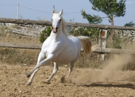 <b>Description: </b>Mahomeeh (El Shahwan x Maboubah) 2001 Dahmah Shahwaniyah. Photographed in Halypa Al Duhaymat St.<br/><b>Copyright: </b>Melanie Groger Photo