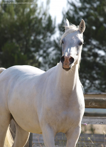 Mahomeeh (El Shahwan x Maboubah) 2001 Dahmah Shahwaniyah. Photographed in Halypa Al Duhaymat St.