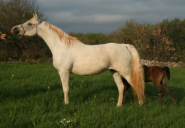 <b>Description: </b>Mahomeeh (El Shahwan x Maboubah) 2001 Dahmah Shahwaniyah. Photographed in Halypa Al Duhaymat St.<br/><b>Copyright: </b>Annalisa Monticelli photo